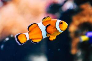 意甲女排联赛主攻榜单，实力与表现的全面解析意甲女排联赛主攻榜单